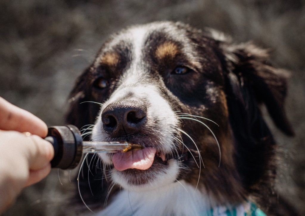 best cbd oil for dogs

